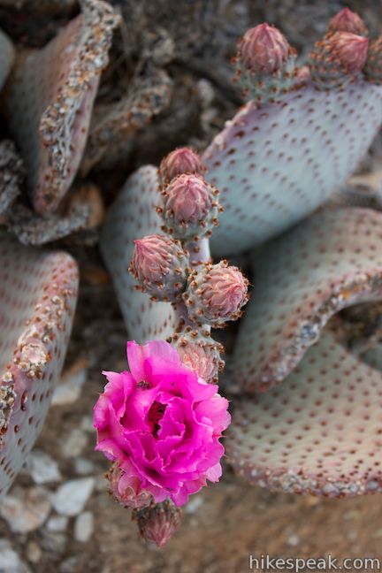 Beavertail Cactus Wildflower