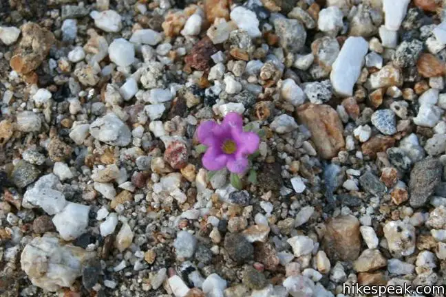 Purple Mat Wildflower