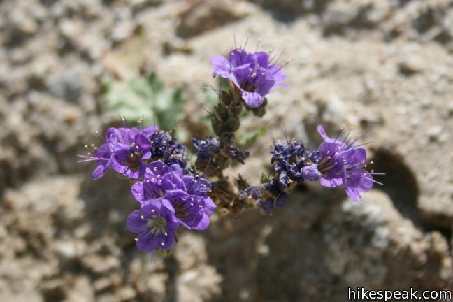 Phacelia Wildflower