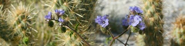 Wildflowers in Anza-Borrego Desert State Park - photos of desert flowers and details about the anual wildflower bloom in the Anza-Borrego Desert