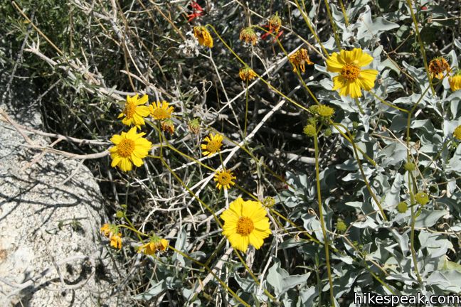 Anza-Borrego Desert State Park