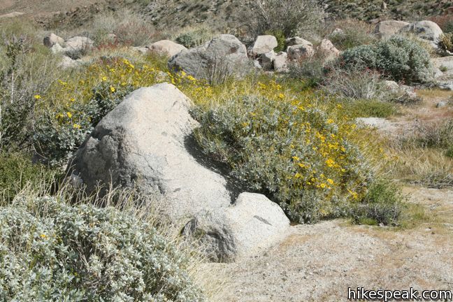 Anza-Borrego Desert State Park