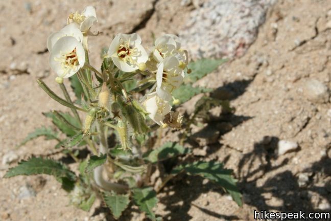 Brown Eyed Primrose Wildflower