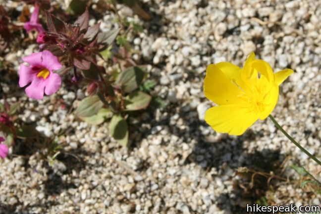 Desert Poppy Anza-Borrego Desert State Park