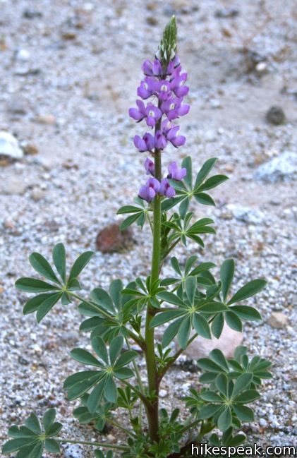 Lupines Wildflower