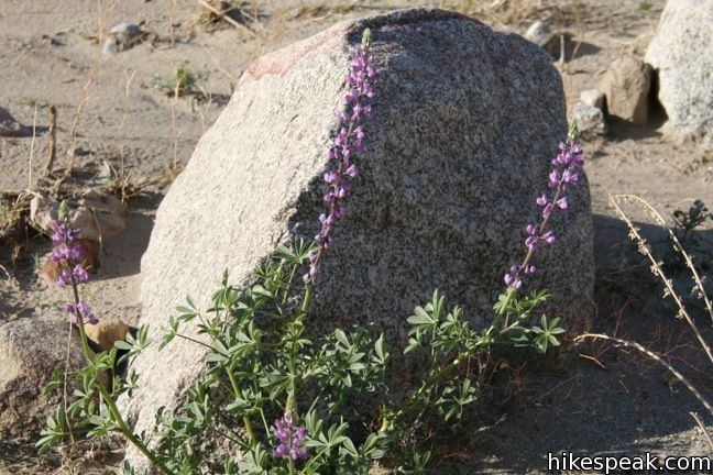 Lupines Wildflower Anza-Borrego Desert State Park