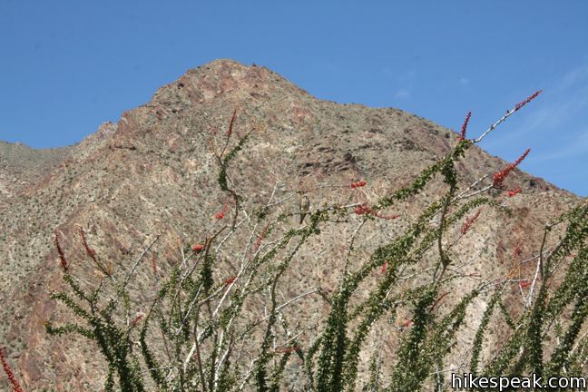 Ocotillo Anza-Borrego Desert State Park