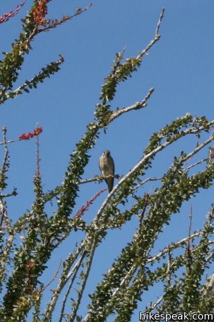 Ocotillo Wildflower