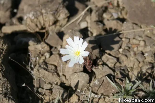 Desert Chicory Anza-Borrego Desert State Park