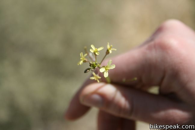 Anza-Borrego Desert State Park