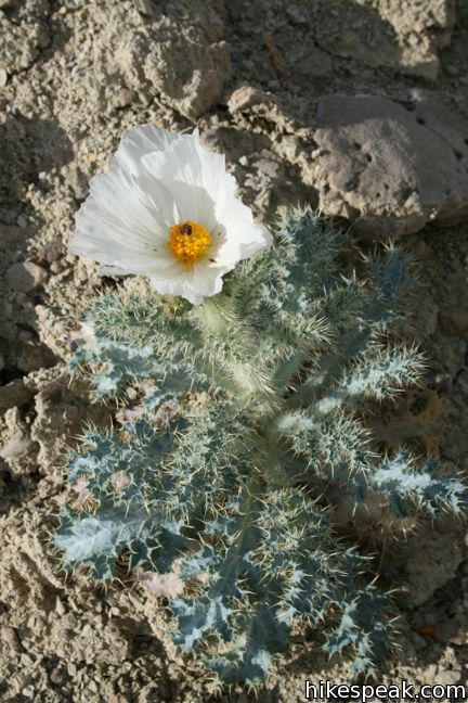 Prickly Poppy Wildflower