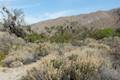 Yaqui Well Trail Anza-Borrego Desert