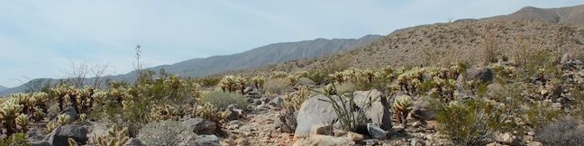 Yaqui Well Trail Anza-Borrego Desert State Park Nature Trail self-guided hike San Felipe Wash Yaqui Well springs Tamarisk Grove Campground hike