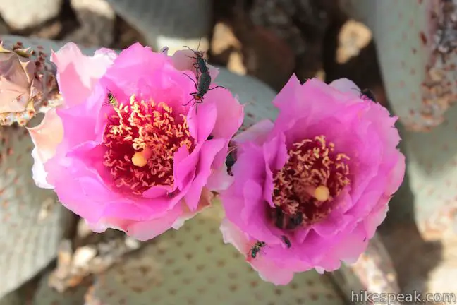 Beavertail Cactus Anza-Borrego Desert State Park