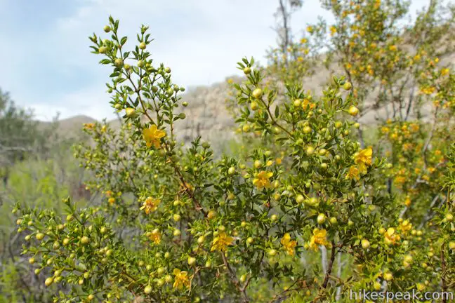 Creosote bush desert Wildflower