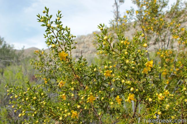 Creosote bush desert Wildflower