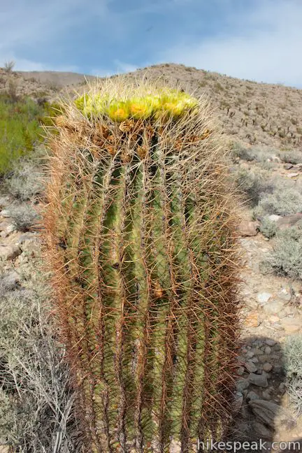 Yaqui Well Trail Barrel Cactus