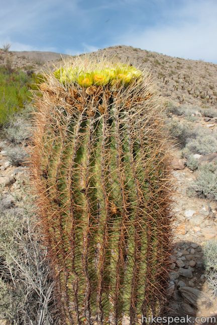 Barrel Cactus Anza-Borrego Desert State Park