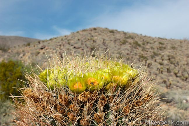 Barrel Cactus Anza-Borrego Desert State Park