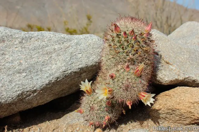 Fishhook Cactus Anza-Borrego Desert State Park
