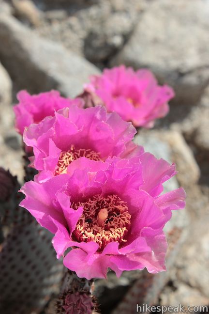 Beavertail Cactus Anza-Borrego Desert State Park