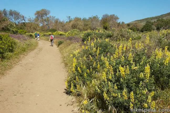 Golden Lupines Creamery Meadow Trail