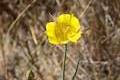 Mariposa Lily Wildflower Andrew Molera State Park