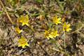 Golden Stars Wildflower Andrew Molera State Park