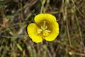 Mariposa Lily Wildflower Andrew Molera State Park