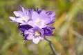 Blue Dicks Wildflower Andrew Molera State Park