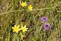 Golden Stars Wildflower Andrew Molera State Park