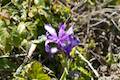 Wild Iris Wildflower Andrew Molera State Park