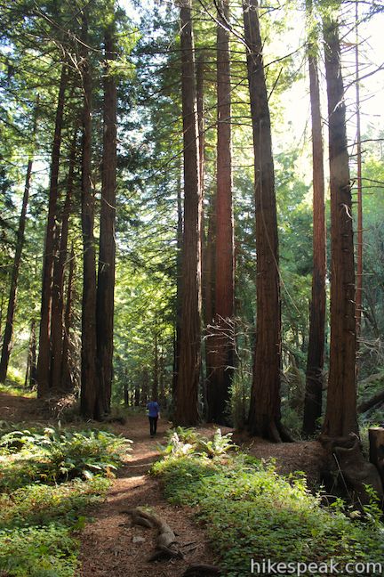 Limekiln Trail Redwood Grove