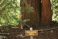 Pfeiffer Big Sur Redwood Tree