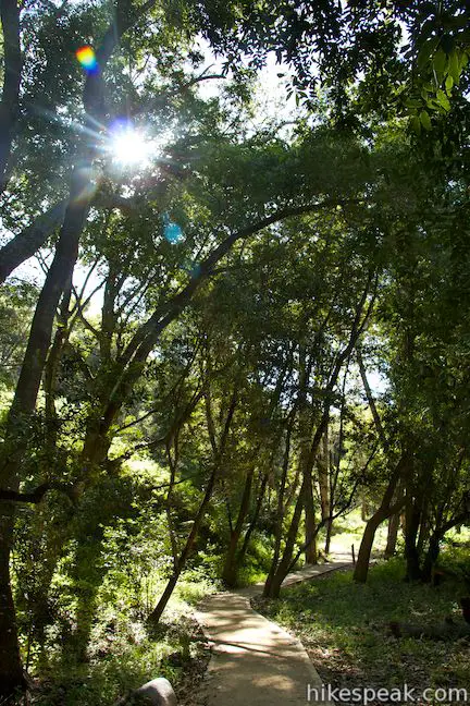 Nature Trail Pfeiffer Big Sur State Park