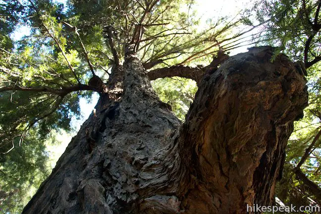 Proboscis Redwood Tree