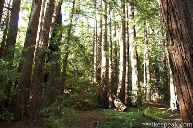 Pfeiffer Falls Valley View Trail Big Sur Hikespeak Com