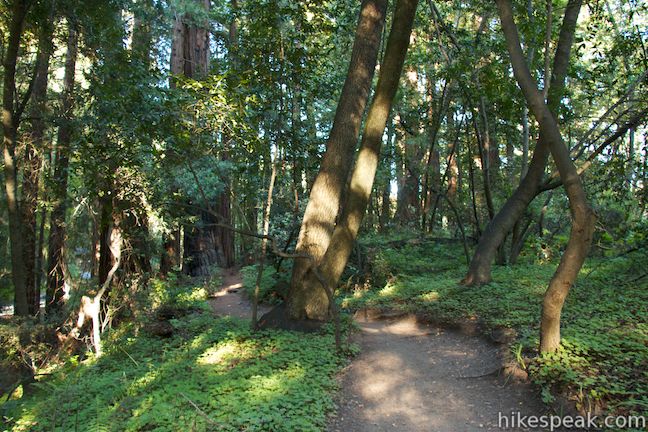 Pfeiffer Falls Valley View Trail Big Sur Hikespeak Com
