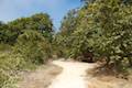 El Capitán State Beach Nature Trail