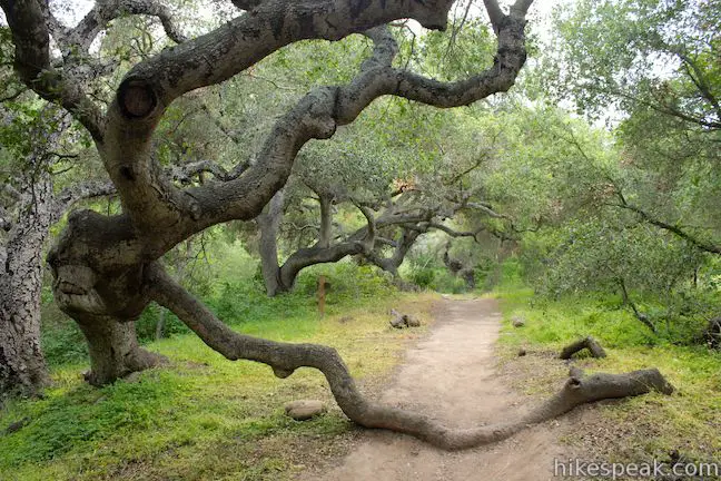 Ennisbrook Trail oaks