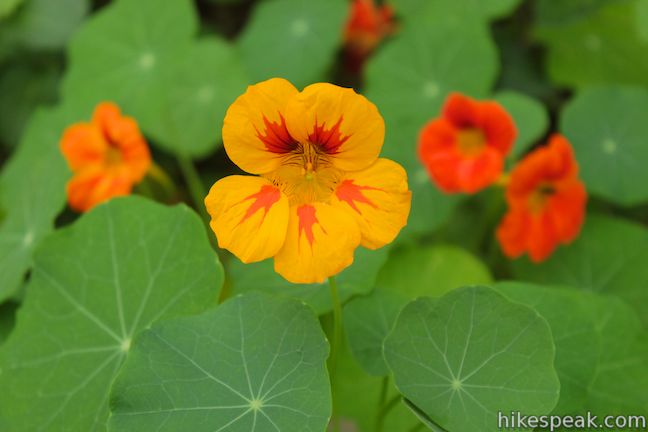 Ennisbrook Trail Nasturtiums