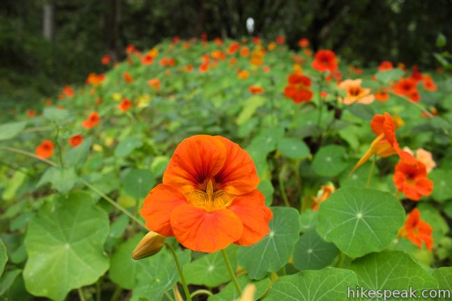 Ennisbrook Trail Nasturtiums