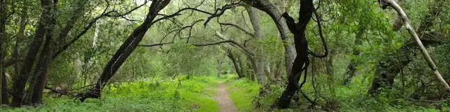 Ennisbrook Trail in Montecito Creekside Trail San Ysidro Creek Preserve