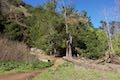 Cerro San Luis Obispo M Trail