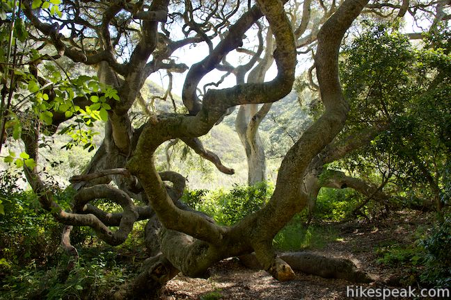 Coon Creek Trail Mother Oak