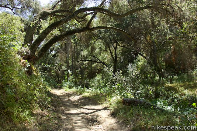 Hi Mountain Trail