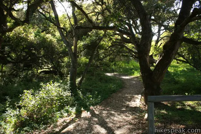 Los Osos Oaks State Reserve Activities