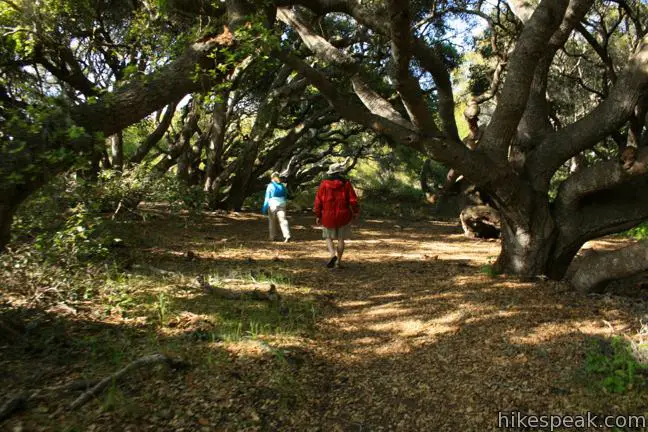 Los Osos Oaks State Reserve Location