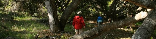 Los Osos Oaks California State Natural Reserve hike San Luis Obispo