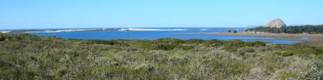 El Moro Elfin Forest Natural Preserve hike boardwalk overlooking Morro Bay Estuary Los Osos Elfin Forest